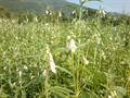 Sesamum indicum